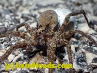 /home//u458753944/public_html/sourcegallery///////////////Insects and small critters/spiders and kin (Arachnida)/P4110042.JPG